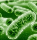 Milyenek a barátságos baktériumok?